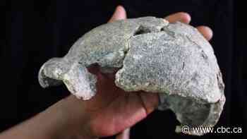 Early toolkits and toolmakers more diverse than previously thought