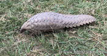 Minority Report for poachers: Can predictive algorithms prevent wildlife crime?