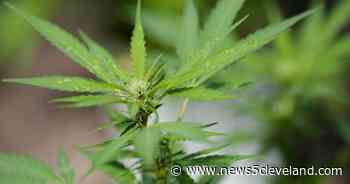 The growing industries made by businesses related to Ohio's medical marijuana industry without growing or selling it - News 5 Cleveland