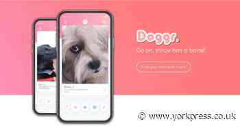 New dating app for dogs is released