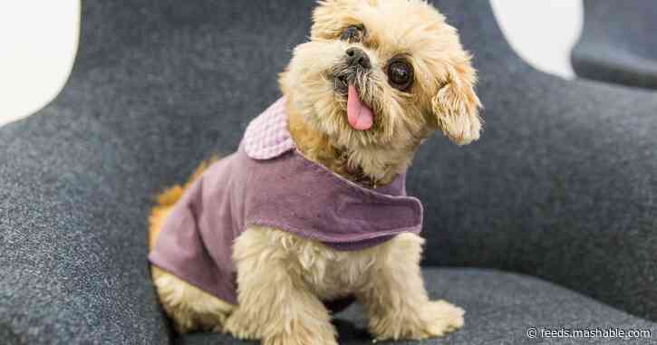 Marnie The Dog, a beloved internet pup, has passed away