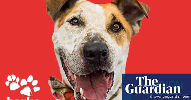 Dog finds home after nearly six years in Kansas City shelter