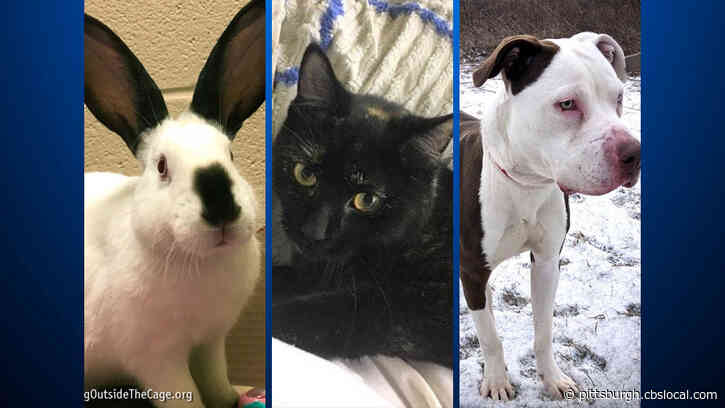 Furry Tails: Uncle Fester, V, And Ace Are Waiting For Forever Homes