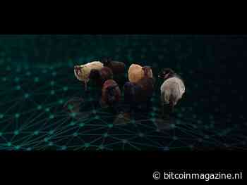 Bitcoin betalingen op de boerderij: voer nu schapen en bekijk de livestream