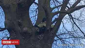 Cardiff climate change protesters fail to stop tree felling