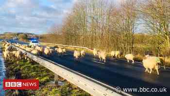 Sheep block A64 dual carriageway near Tadcaster