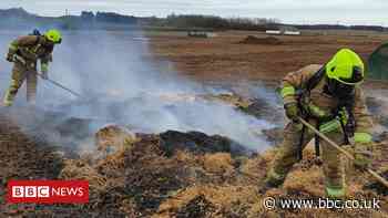 Bacon saved after pedometer-eating pig's poo starts farm fire