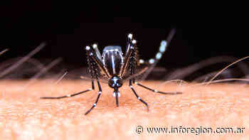 Crecen los casos autóctonos de dengue en la provincia de Buenos Aires - InfoRegión