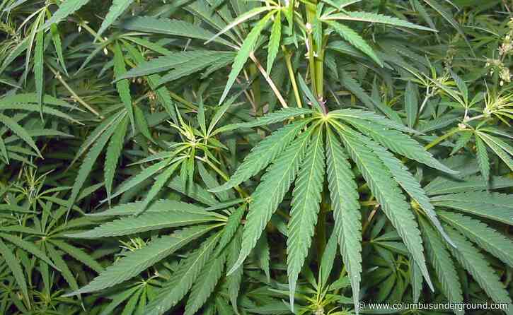 Could Marijuana Be Made Legal in Ohio Next Year?