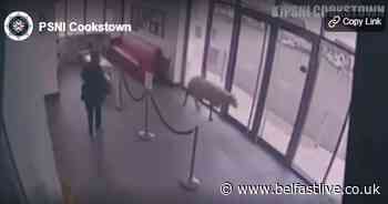 Police release footage of ‘ram raid’ on Co Tyrone credit union - Belfast Live