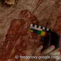 How Wasps (And Their Nests) Help Date Ancient Painting