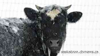 $11,000 worth of cattle drugs taken during theft near Lanigan: RCMP