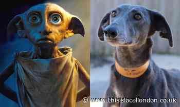 Are you Dobby in disguise? Harefield staff ask