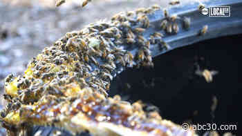This Man Rescues Bees and Puts Them to Work in California's Orchards