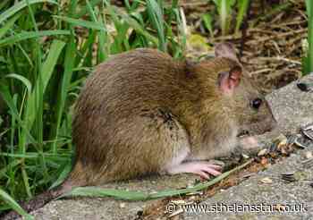 Thousands of rat infestations reported in St Helens - St Helens Star