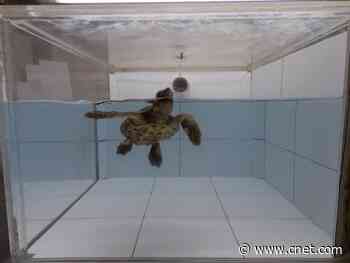 Sea turtles may be drawn to deadly plastic because it smells like food     - CNET