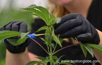 Medical marijuana roll out spurs sharp words in Missouri - The Boston Globe