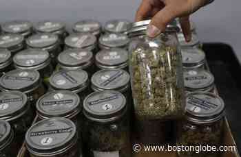 Wyoming tribe to vote; medical marijuana backers press case - The Boston Globe