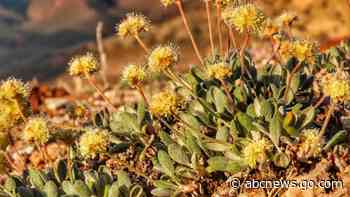 Who's greener? Mine fight pits electric cars against flower
