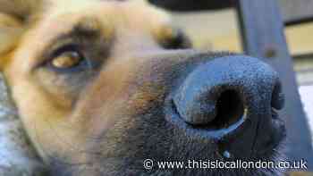 Can pets catch and pass on coronavirus?