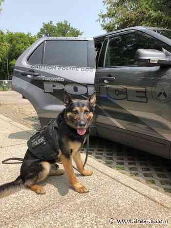 Toronto Police dog ‘Jango’ sniffs out four robbery suspects at Yorkdale - Toronto Star