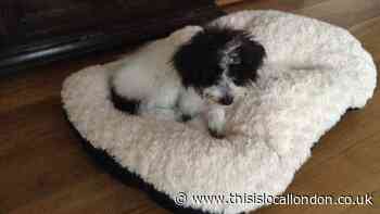Wallington woman's petition to protect small dogs following fatal attack to be debated by council