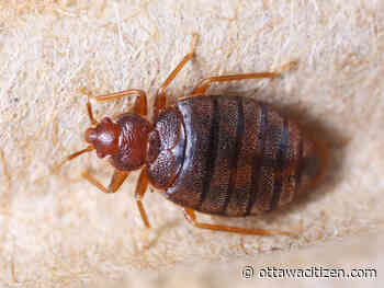 Bedbug activity detected at Terrasses de la Chaudière, PSPC confirms