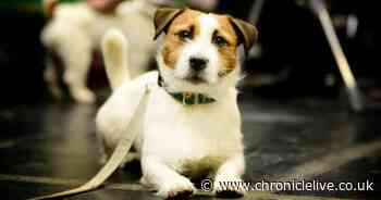 Adorable dog from Ponteland wins first prize in Crufts category