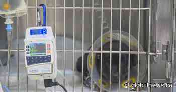 Rescued puppies recovering from parvovirus, CC RezQs accepting donations