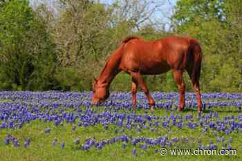 This app will lead you to the best scenic views in Texas
