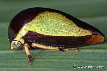 New bug species with 'wacky fashion sense' named after Lady Gaga     - CNET