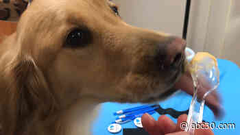 Yogi-dog Yogurt, the latest tasty snack for your furry friends