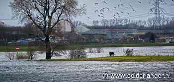 Tauros-stieren omsloten door het wassende Maaswater bij Keent