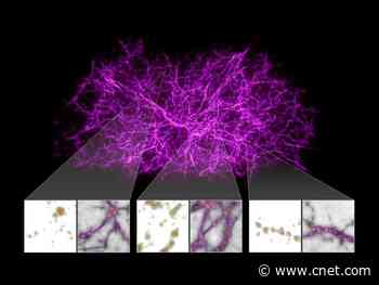 Bizarre slime mold behavior used to map hidden web of dark matter     - CNET