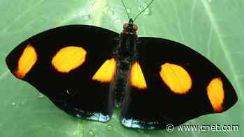Ultra-black butterflies may inspire future 'blackest-black' materials     - CNET