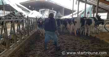 A Minnesota dairy farm survives and thrives after a blizzard of bad luck