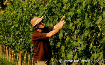 Il pecorino di Fiorano a Cossignano inserito tra i migliori vini d'Italia | La Nuova Riviera - La Nuova Riviera