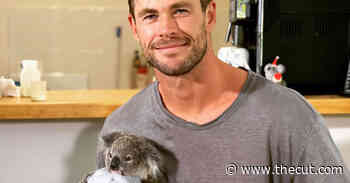 Hold Us Like This Baby Koala, Chris Hemsworth - The Cut