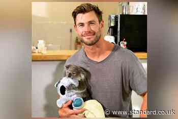 Chris Hemsworth with a baby koala is the picture you need to see today - Evening Standard