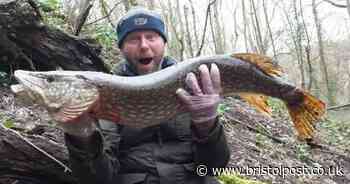 Warning to small children and small dogs as 'Bristol's Jaws' is found in popular river beauty spot