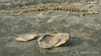 Rowan's Fossil Park takes you back to the dinosaur era