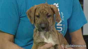 Edmonton Humane Society: Grable + Darla