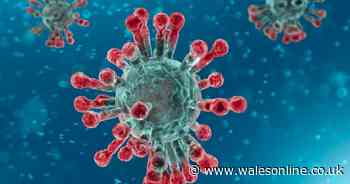 World Health Organisation confirms coronavirus is now a pandemic