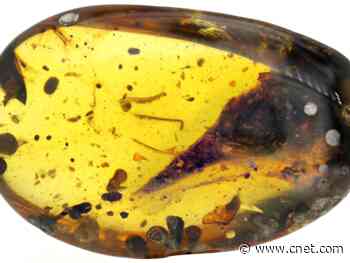 Penny-size dinosaur skull found trapped in 100-million-year-old amber     - CNET