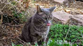Your outdoor cat really is a wildlife-murdering machine, study stays     - CNET