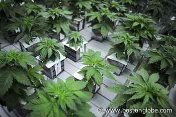 Oglala Sioux Tribe approves medical, recreational marijuana - The Boston Globe