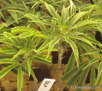 House GOP Passes Medical Marijuana Bill That Has Governor's Backing - KIWARadio.com