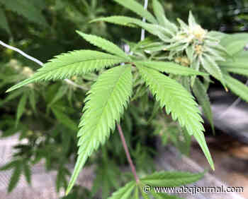 State appeals medical marijuana ruling - Albuquerque Journal