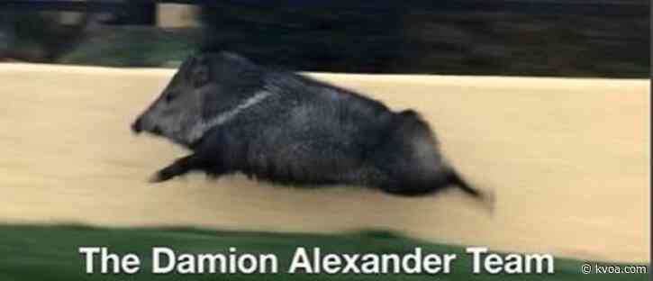 Sprinting javelina goes viral, local realtor captured on camera