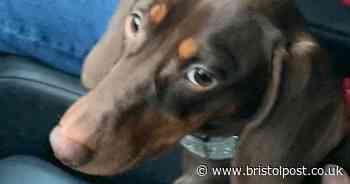 Appeal for missing sausage dog puppy Flo, who ran off across a dual carriageway